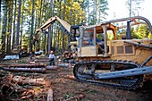 Logging redwood trees,California,USA