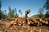 Logging redwood trees,California,USA