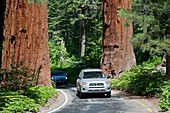 Tourism in Sequoia National Park