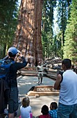 Tourists visiting General Sherman tree