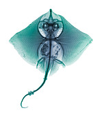 Thornback ray,X-ray