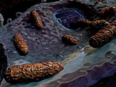 Klebsiella oxytoca bacteria,artwork