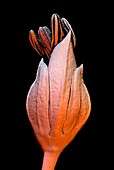 Flax flower,SEM