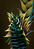 Clubmoss spike,SEM