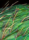 Soybean leaf trichomes,SEM