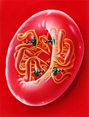 Haemoglobin in red blood cell,artwork