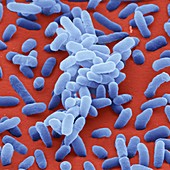 Enterobacter cloacae bacteria,SEM