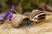 Brown-lipped snails mating
