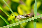 Male scorpion fly (Panorpa communis)