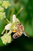 Honey bee on white bryony