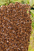 Swarm of honey bees