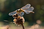 Darter dragonfly (Sympetrum sp.)