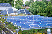 Solar panels on green roof