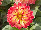 Dahlia 'Marissa' flower