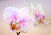 Phalaenopsis 'Sweetheart' orchid flowers
