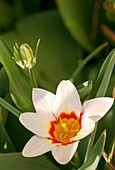 Water lily tulip (Tulipa kaufmanniana)
