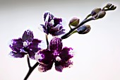 Doritaenopsis Sogo Chabstic orchid