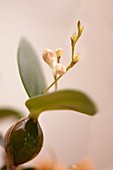 Dendrobium aberrans orchid