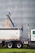 Loading grain from a silo
