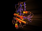 TGF-beta2,molecular model