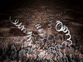 Treponema pallidum bacteria,artwork