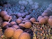 Neisseria gonorrhoeae bacteria,artwork