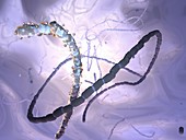 Peptostreptococcus sp. bacteria,artwork