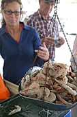 Selling shrimp,Louisiana,USA