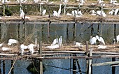 Egrets nesting,Louisiana,USA
