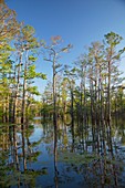 Cypress-tupelo forest,Louisiana,USA