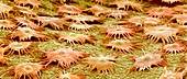 Oleaster leaf trichomes,SEM