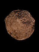 Pemmatites lithistid sponge