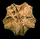 Pentremites spicatus blastoid