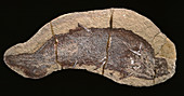 Cheiracanthus murchisoni fossil fish