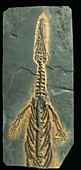 Mesosaurus tenuidens fossil