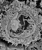 Fractured pollen grain,SEM