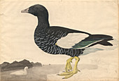 Kelp goose,illustration