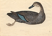 Pacific black duck,illustration