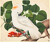 Salmon-crested cockatoo,illustration