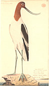 Red-necked avocet,illustration