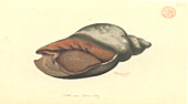 Volute shell,illustration