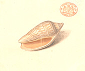 Wavy volute,illustration