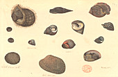Molluscs,illustration