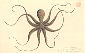 Octopus,illustration