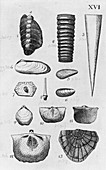 Collection of molluscs,illustration