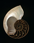 Common nautilus