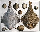 Sphoeroides sp pufferfish