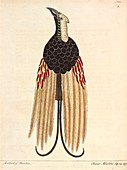 Greater Bird of Paradise,illustration