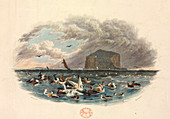 Various Water Birds,illustration