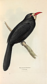 White-fronted Nunbird,illustration